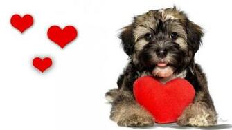 Puppy Valentine Wallpaper The Poo Pros Pet