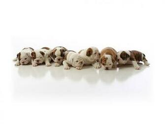 French Bulldog Puppies Wallpaper Pics Pets Cute And Docile