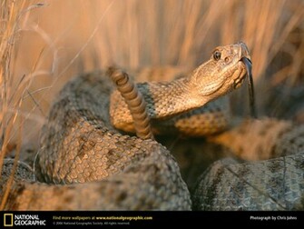 Rattlesnake Picture Desktop Wallpaper