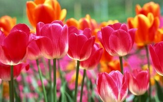 Spring Tulips Wallpaper