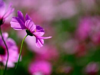 Pink Cosmos Wallpaper