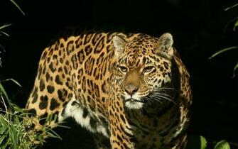 Jaguar Animal