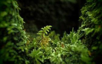 Moss In Forest Wallpaper