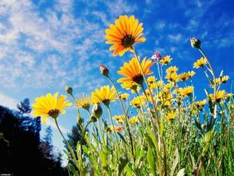 To Wallpaper Just Right Click On Pictures And Select Save