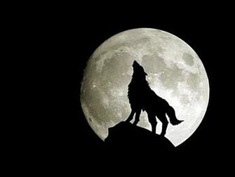 Wolf HD Wallpaper Background