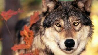 Wallpaper Wolf Grass Leaves Face Eyes 4k Ultra
