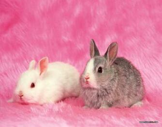 New Rabbit Wallpaper Cute Desktop Background HD