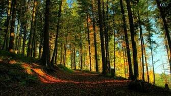 Forest HD Live Wallpaper Android Apps On Google Play