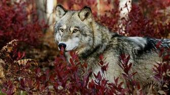 Photography Nature World People Beauty Wolf