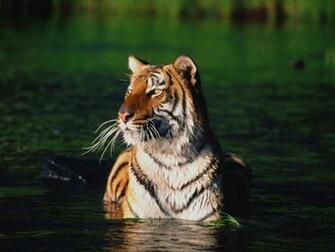 Wild Cats Wallpaper Set Image Artists