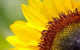 Youwall Sunflower Wallpaper