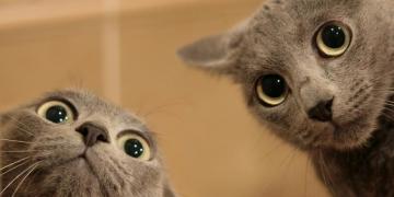 Friendly Felines Cats Like People Really Keeping You With