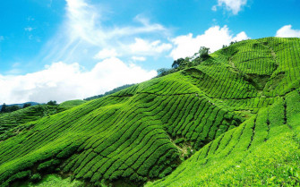 Tea Garden Wallpaper