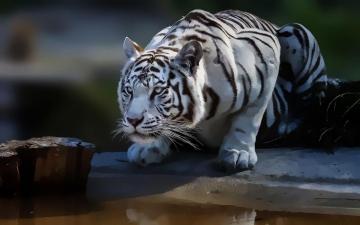 White Tiger Wallpaper HD For Your