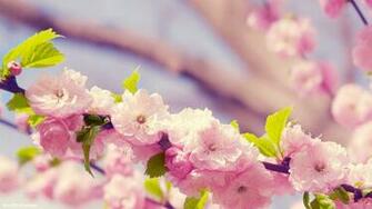 Springtime Wallpaper