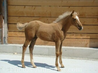 T L Chargement Du Fond D Cran De Chevaux Quarter Horse En