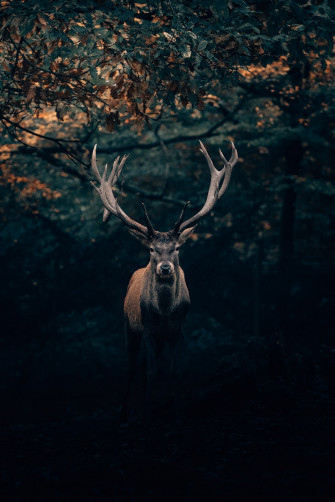 Brown Deer Under Tree Photo Animal Image