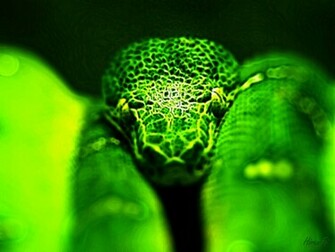Dragon Head Wallpaper Stock Photos