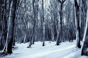Winter Snow Tree Nature Forest Scenes Desktop Wallpaper