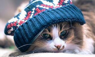 Cool Green Eyed Calico Color Cat Wearing Blue Wool Hat