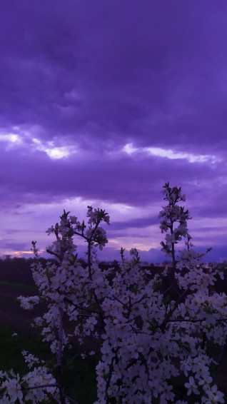 Spring Aesthetic Dark Purple Wallpaper Pretty