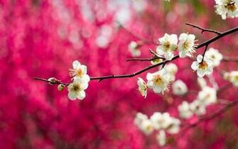 Archive Mac Wallpaper Bokeh For Yosemite