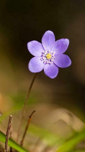 Violet Flower iPhone 5s Wallpaper iPad
