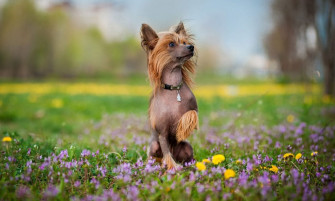 Chinese Crested Breed Characteristics Care Photos Bechewy