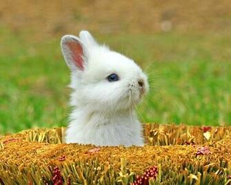 Funny And Cute Animals Widescreen Wallpaper