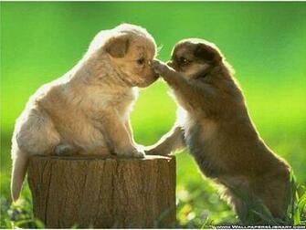 Funny Wallpaper HD Desktop Cute