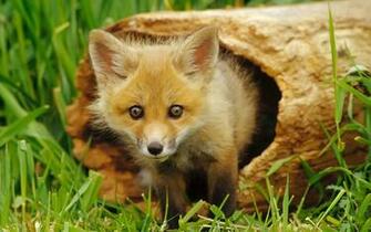 Animal Photos HD Wallpaper Fox