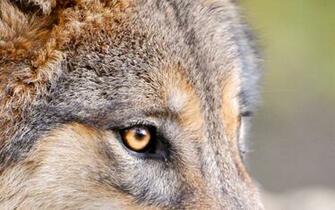 Predator Wolf Face Click To