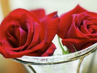 Flowers For Flower Lovers Beautiful Rose Wallpaper