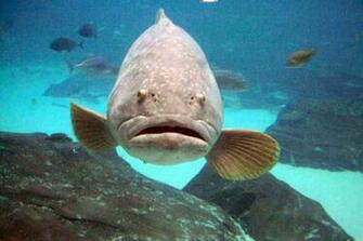 Sea Fish Wallpaper Desktop WallscreenHD