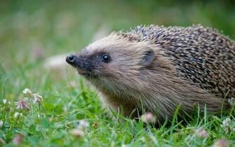 Hedgehog Computer Wallpaper Desktop Background Id