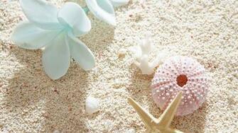 Shell Wallpaper And Background Image Net