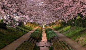 Click Select Set As Desktop Background Wallpaper World Japan