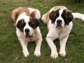 Saint Bernard Dog HD Wallpaper Dogs Full