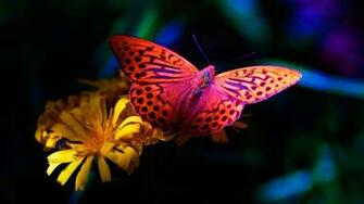 Beautiful Fullscreen HD Wallpaper Net