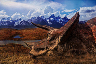 Triceratops Frill Sold Showcase Mini Museum