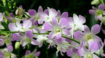 Orchid Flowers Wallpaper