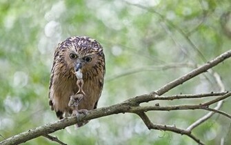 Owl Wallpaper