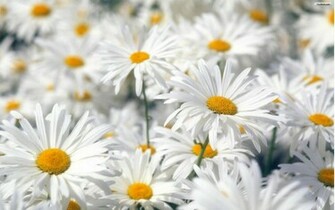 Wallpaper For Desktop Spring Flowers