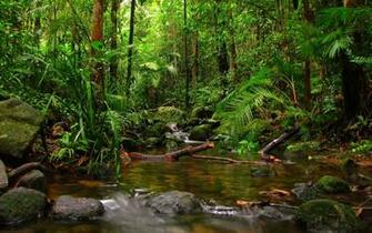 Rainforest Wallpaper