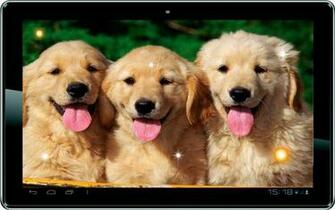 Puppy Joke Top Live Wallpaper Screenshot