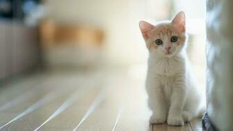 White Kitten Wallpaper Top Background