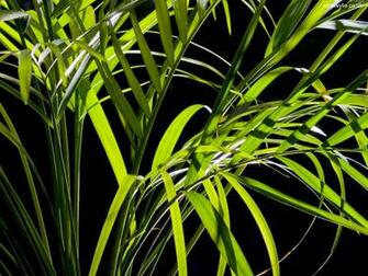 Palm Leaves Wallpaper Stock Photos