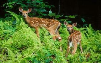 Animals Widescreen Wallpaper