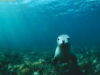 Sea Lion Incontrounderwater Nel Profondo Blu