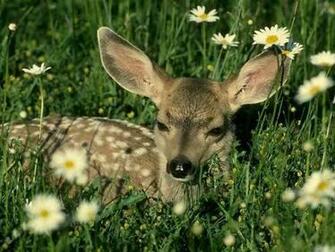Monster Whitetail Deer Buck Wallpaper